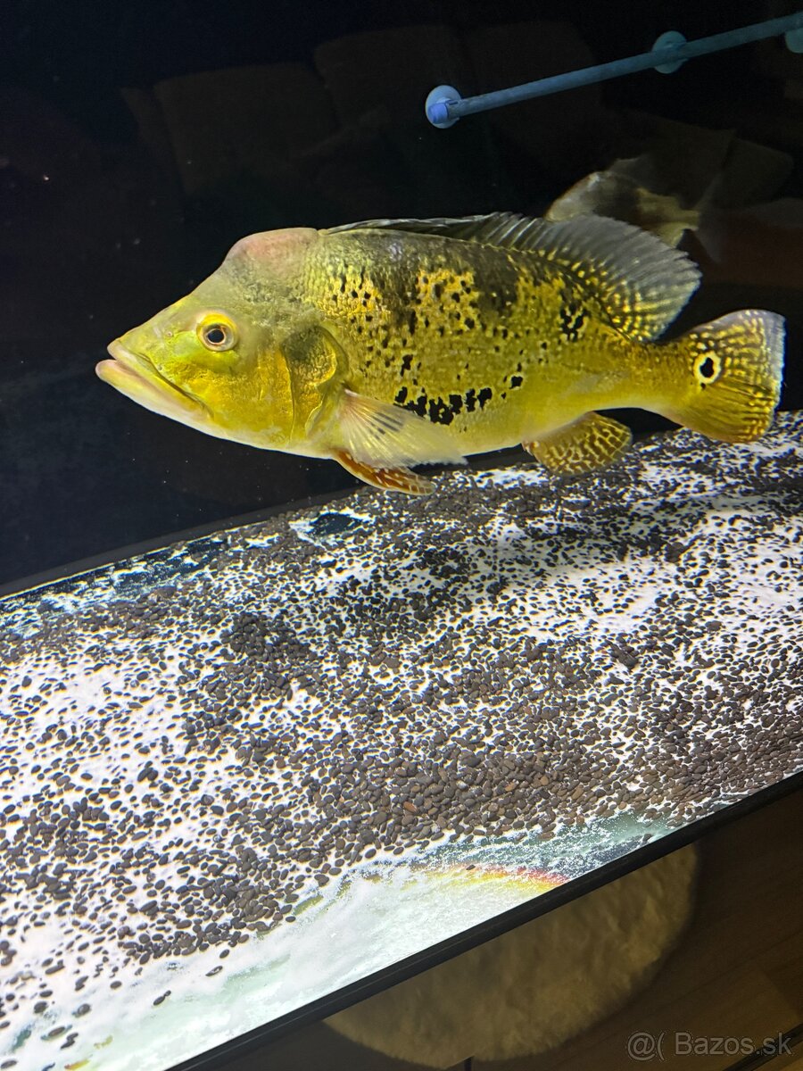 Cichla Kelberi - 2
