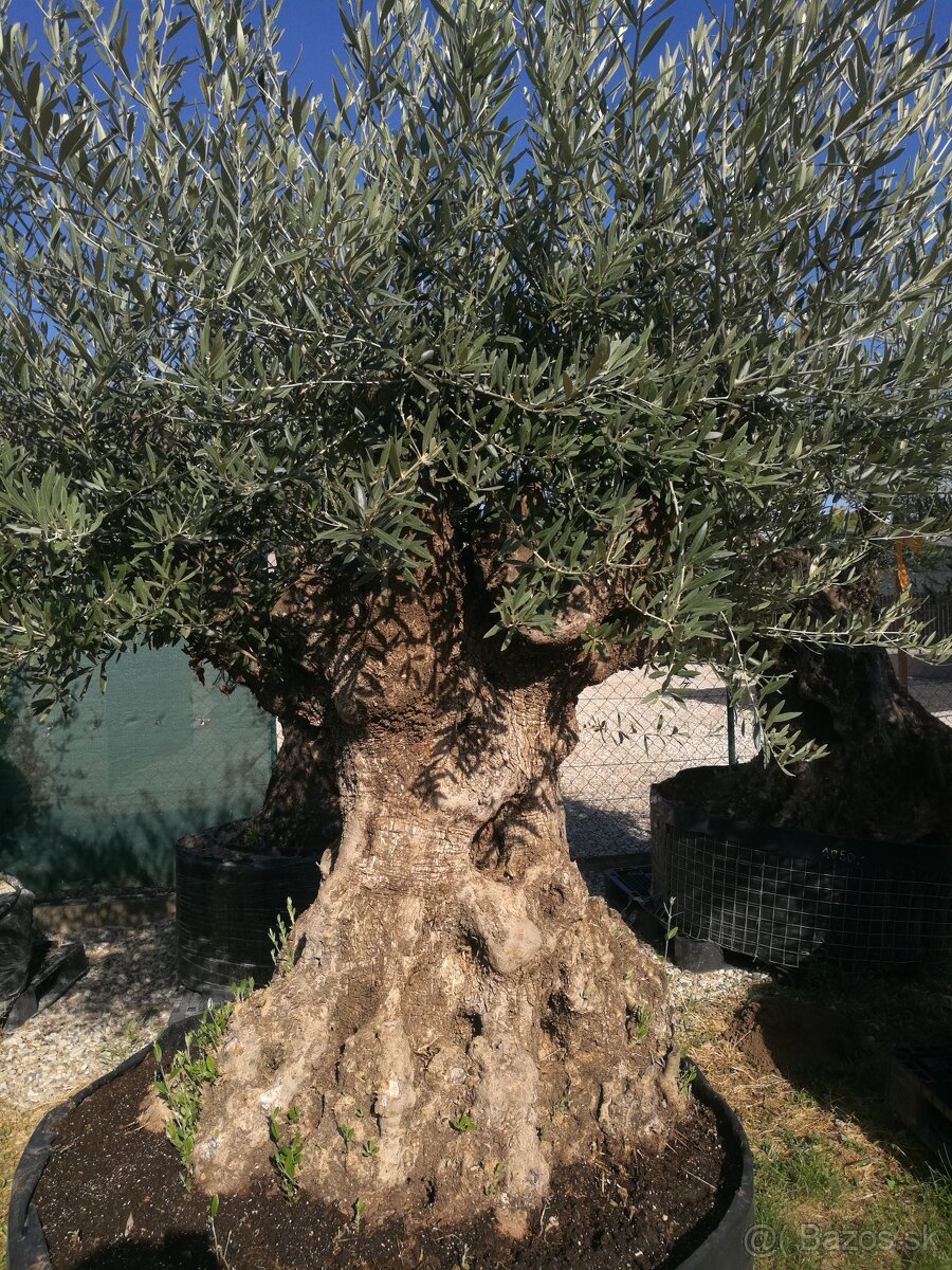 Olivovník bonsai - 2