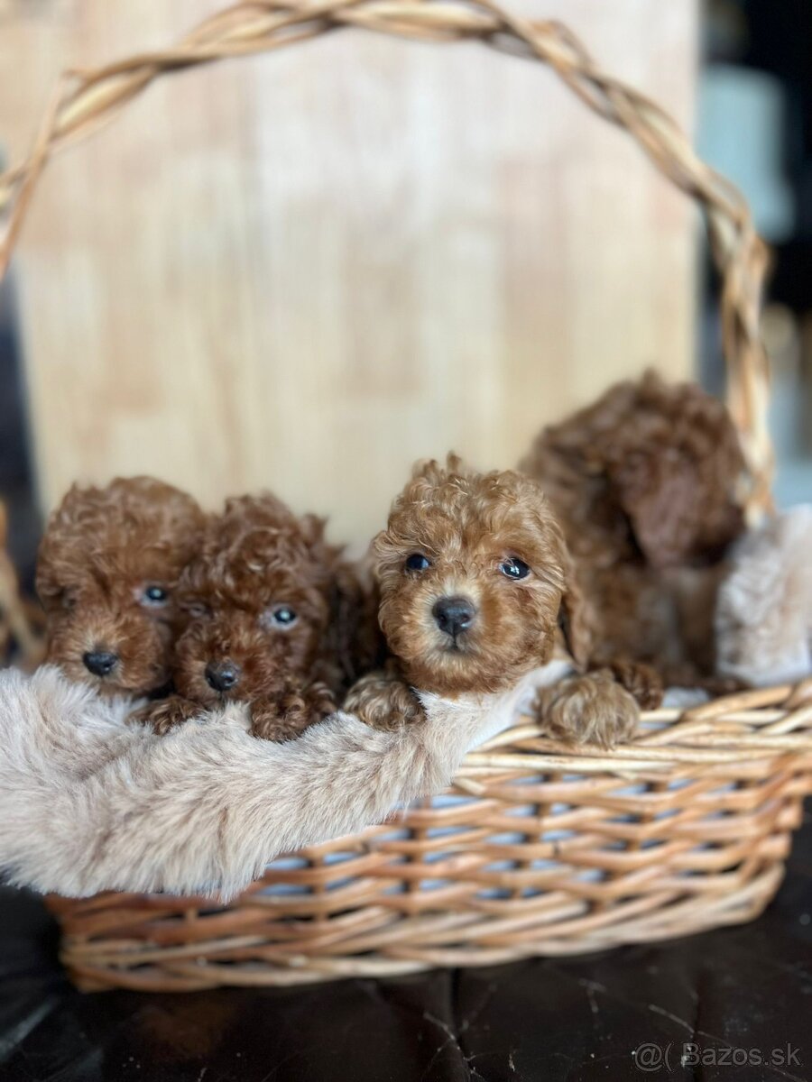 Toy pudel – krásne šteniatka - 2