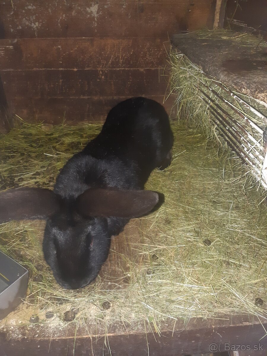 Predam kraliky NOS - 2