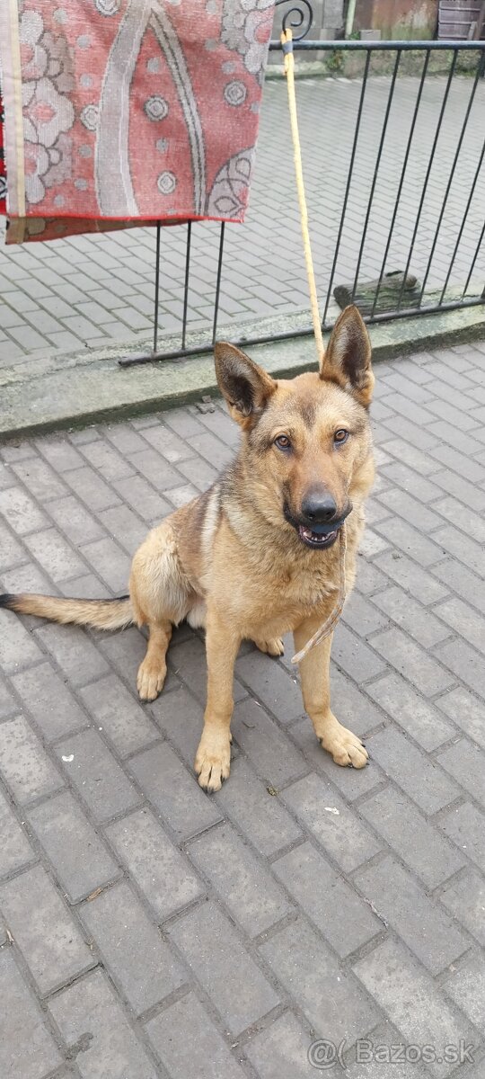 Nemecky ovčiak - 2
