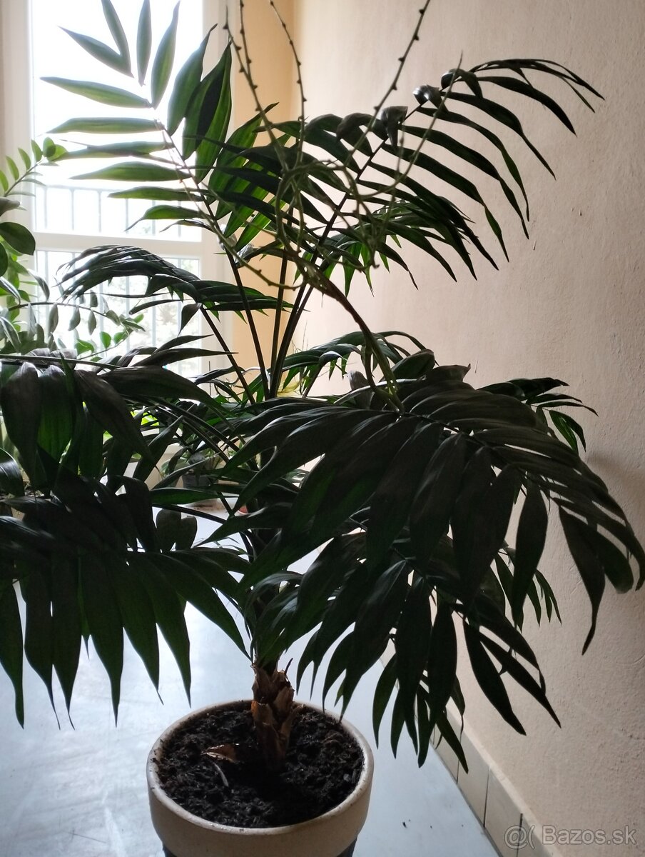 Izbová rastlina - 2