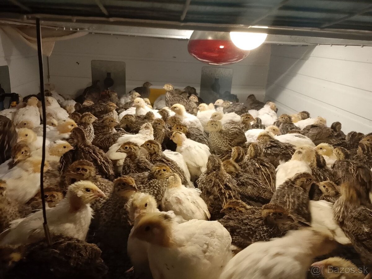 Predám japonské prepelice - 2