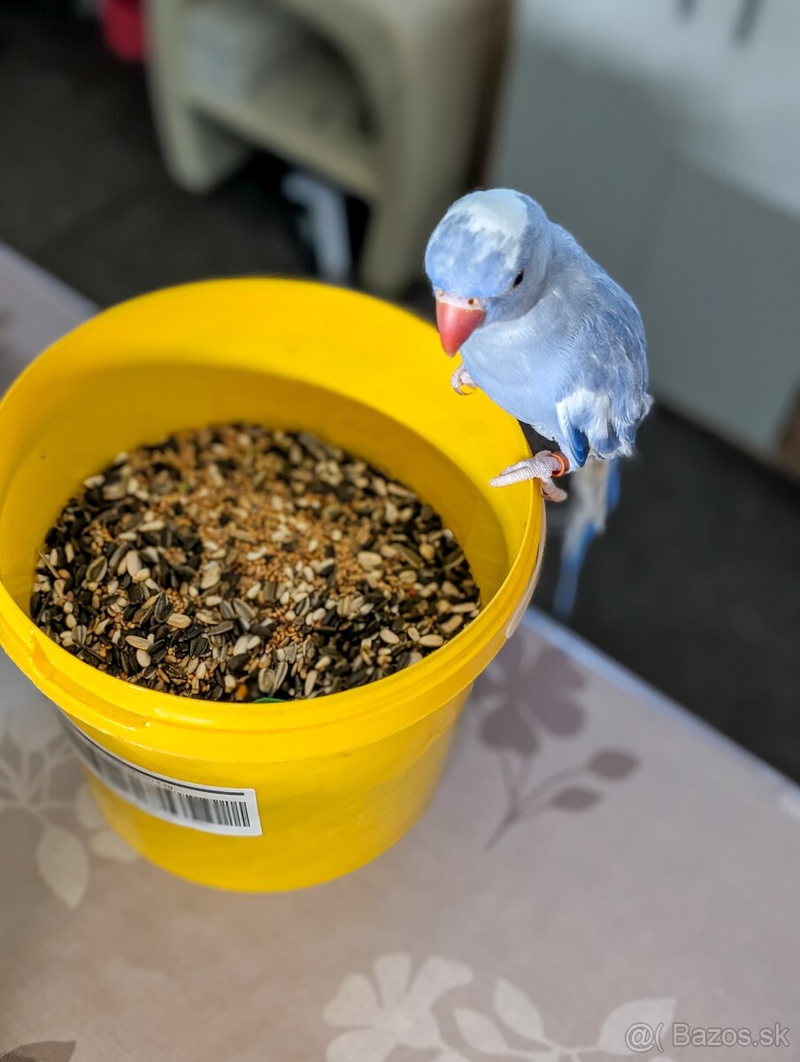 Predam parik Alexandrov malych,DNA,r.2025 - 2