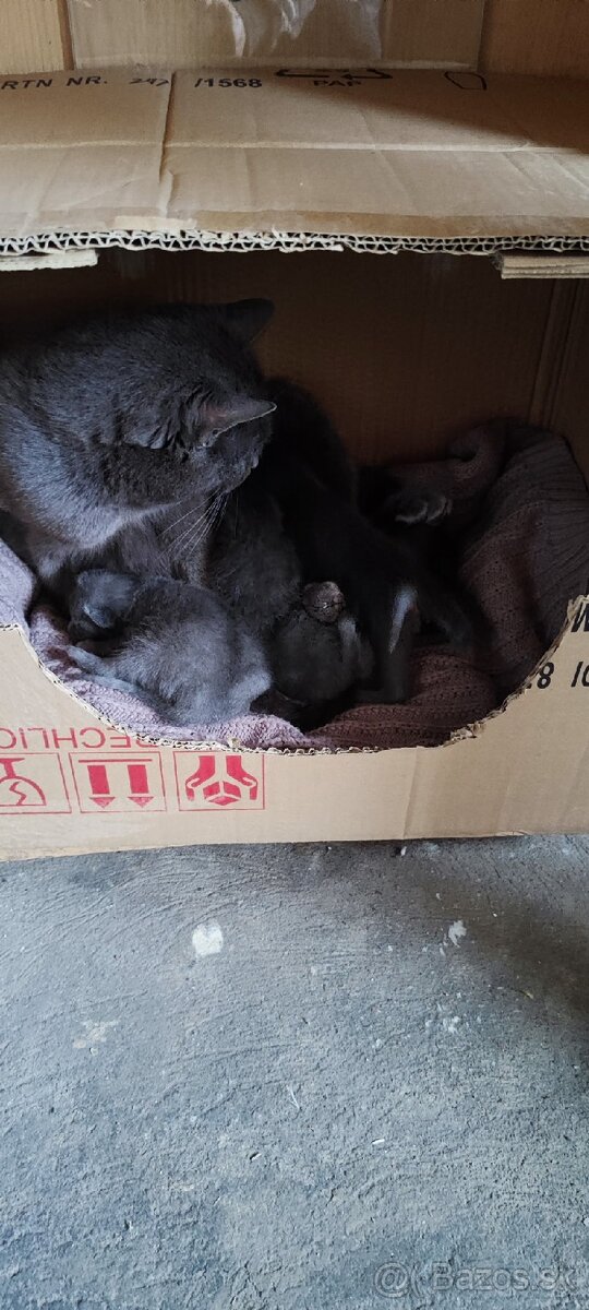 Britské modré mačiatka - 2