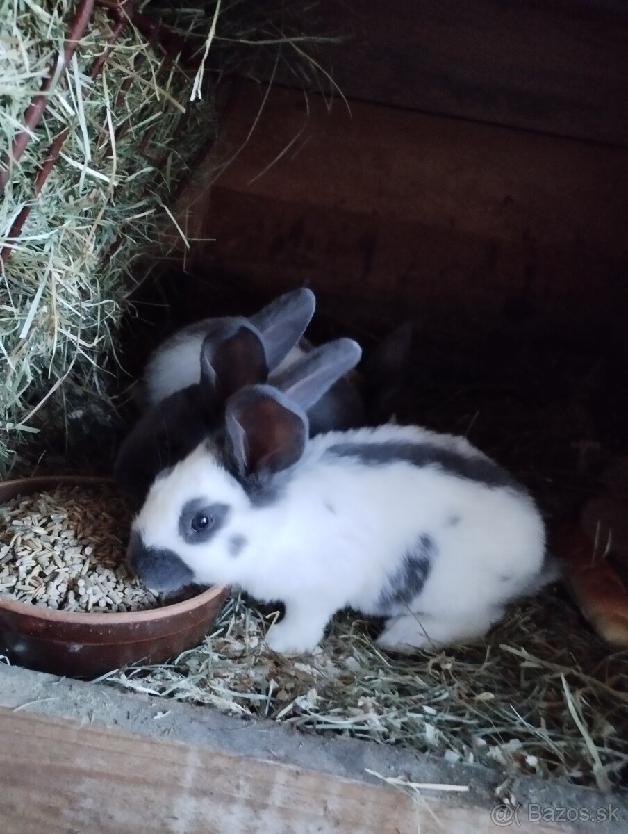 Nemecký obrovitý strakáč - 2