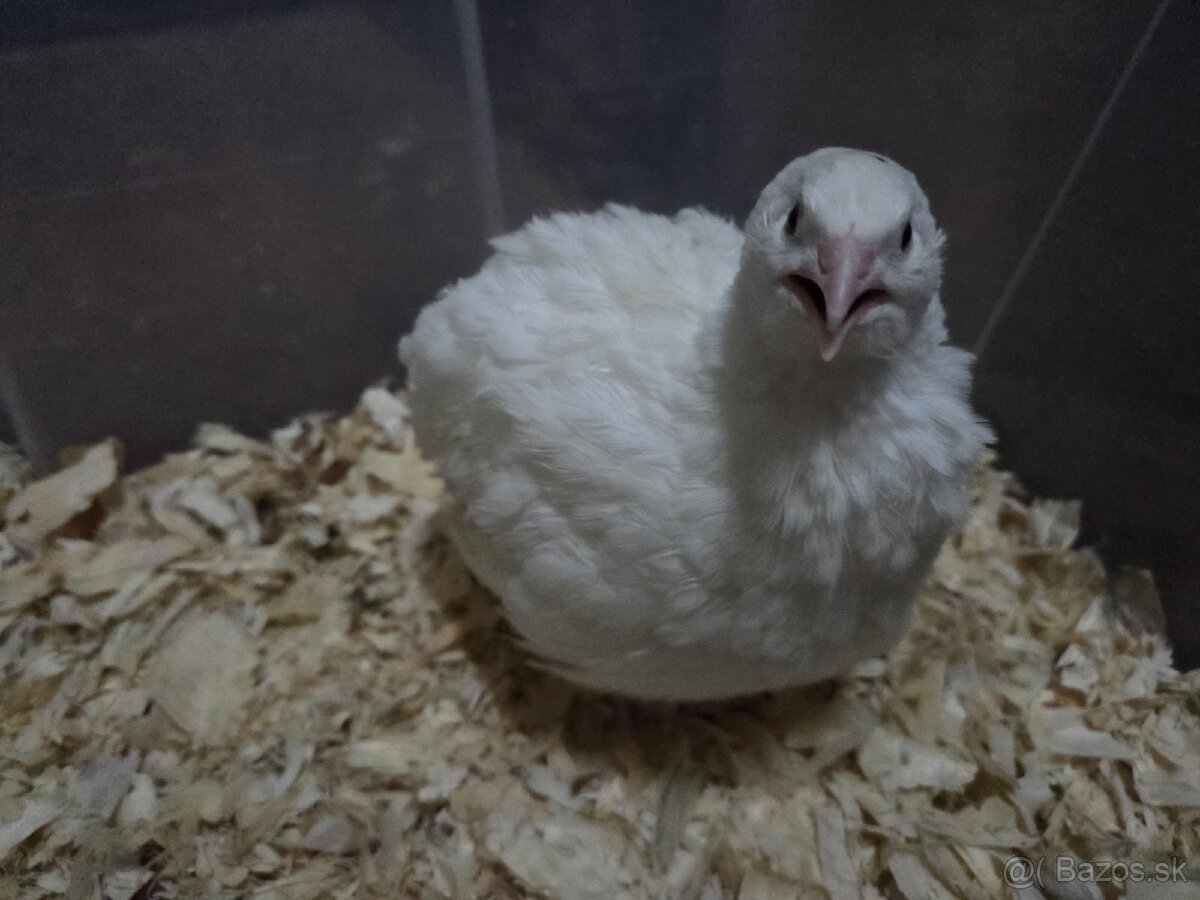 Prepelice Texas pred znáškou - 2