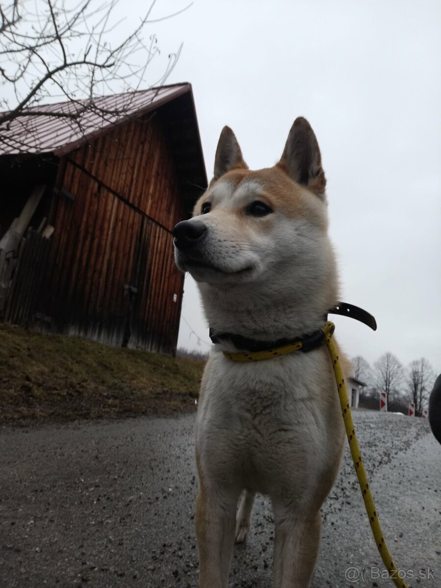 Shiba inu - 2
