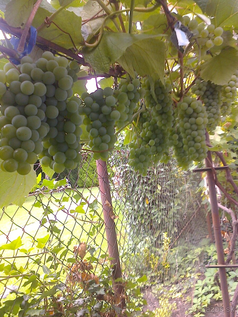 Vinič rezistentný. - 2