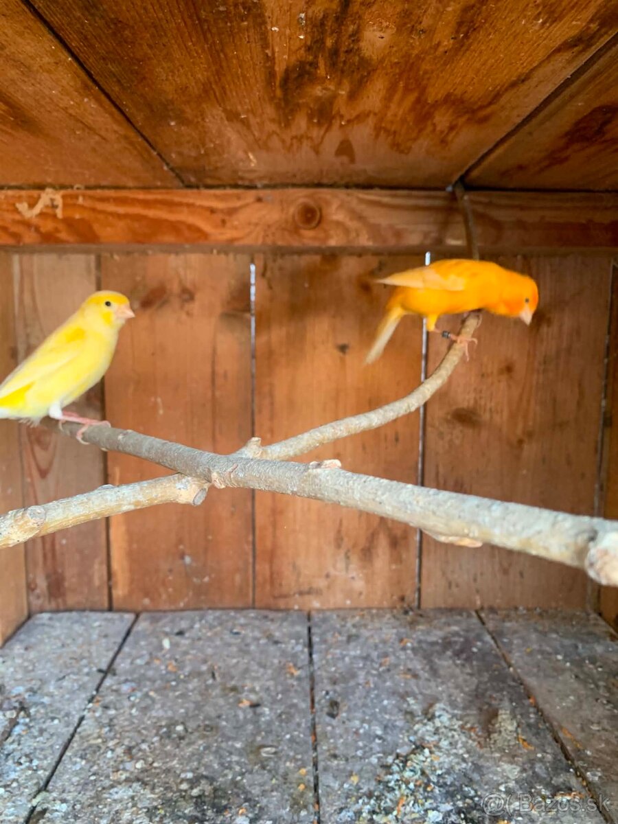 Predám dva pary kanarov - 2