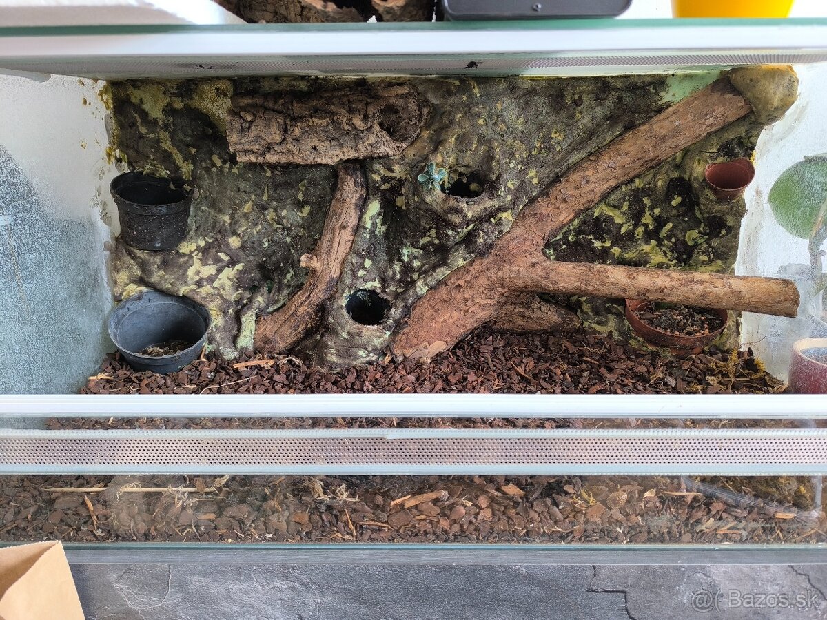Terarium - 2
