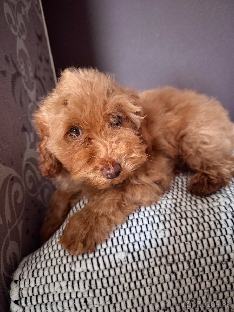 Pudlik trpasličí/TOY - 2