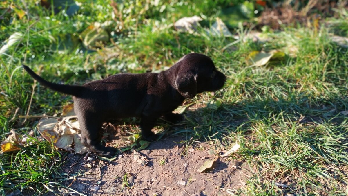 Jazvečík trpasličí šteniatka - 2