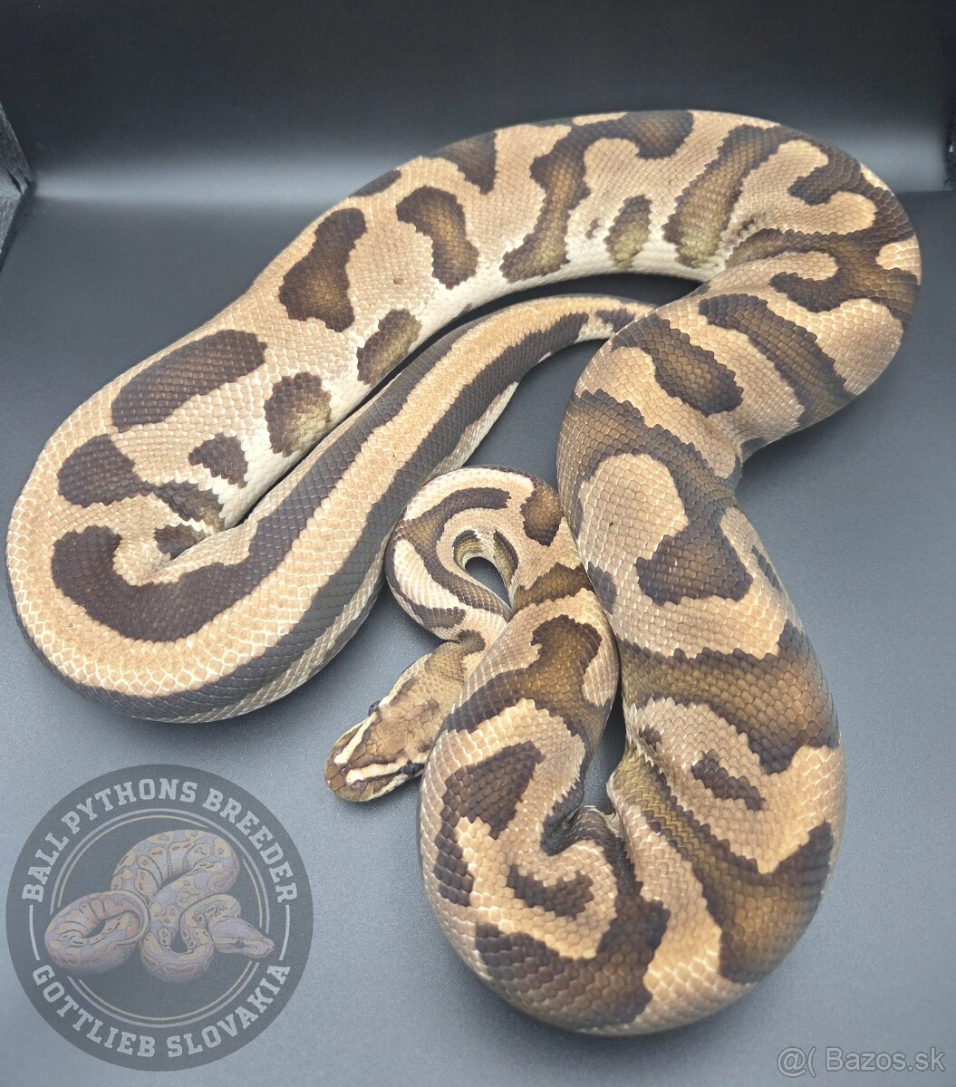 Ball Python- Python Regius - 2