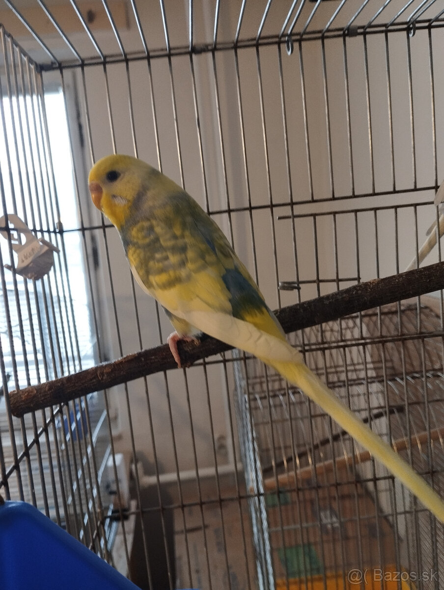 andulky na predaj - 2