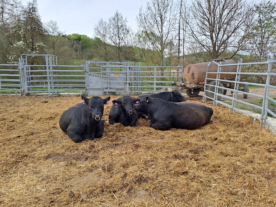 plemenný býk Aberdeen Angus - 2