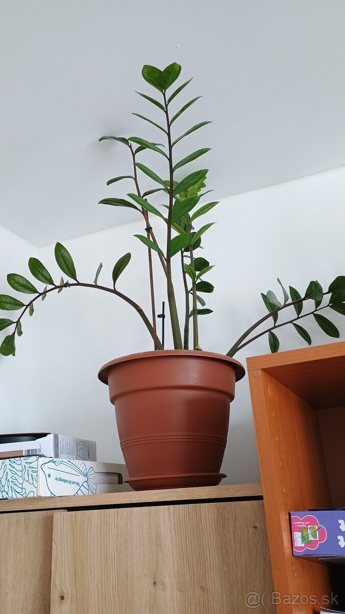Zamioculcas - 2