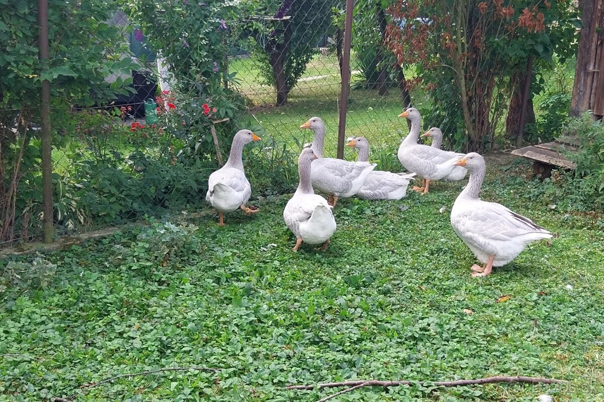 Predám husi - 2