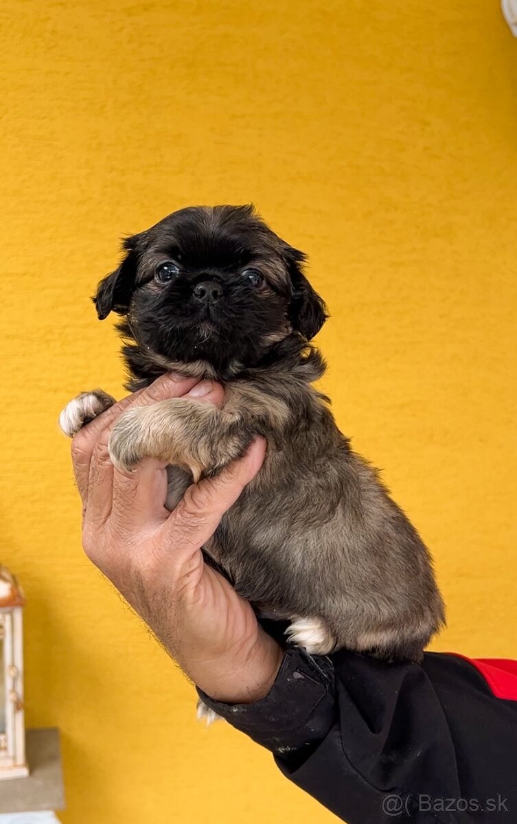 Steniatko kratkosrsty Pekinezer - 2