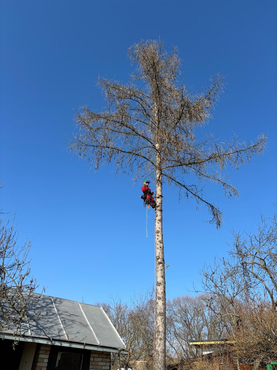 Rizikové výruby stromov - 2