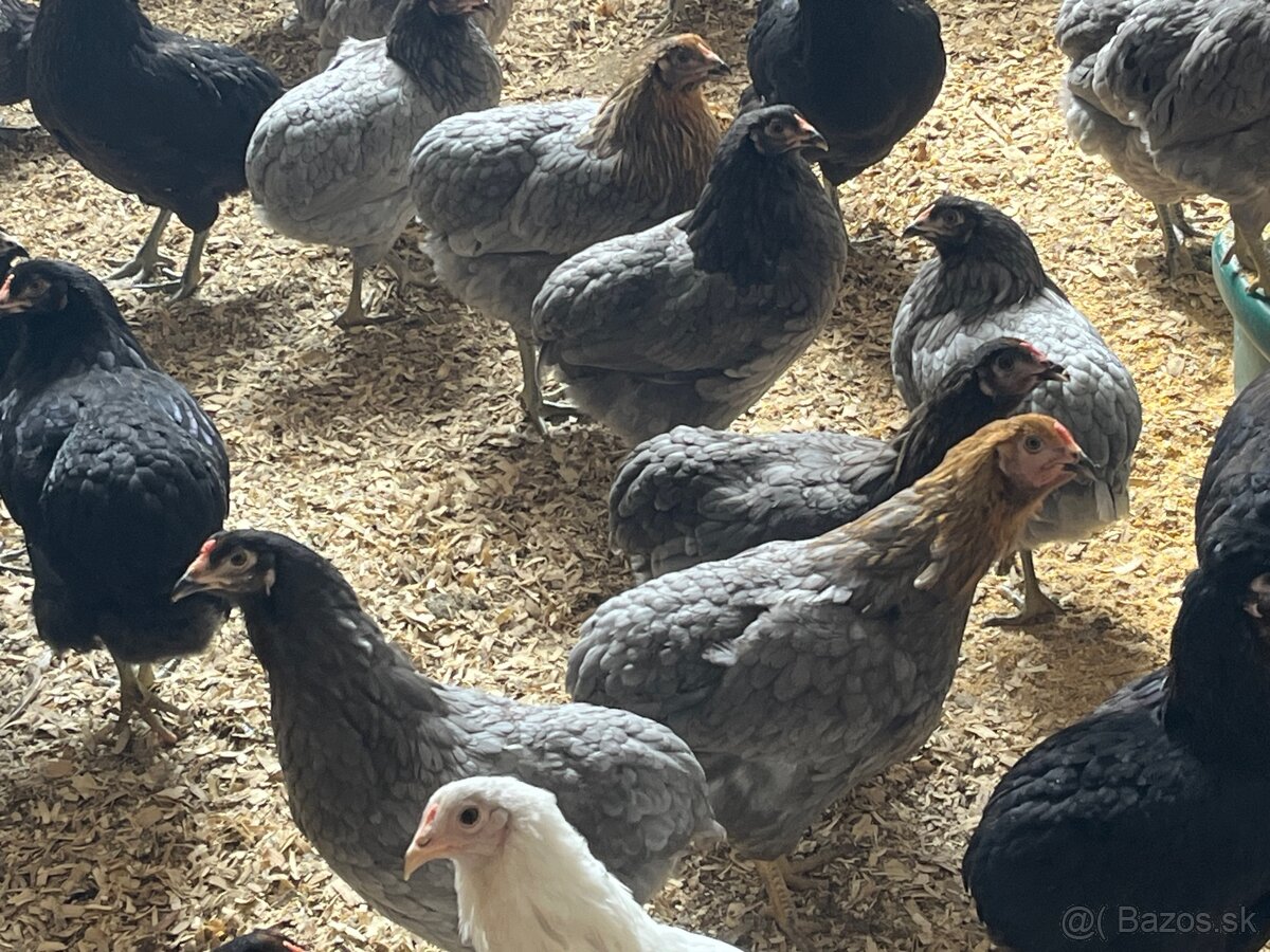 Araucana sliepky - 2