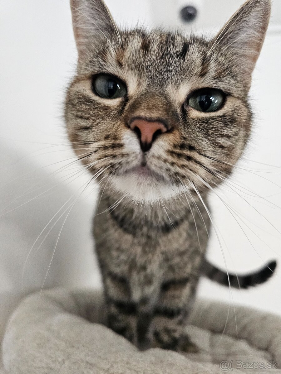 Nežná mačička LENKA hľadá domov - 2