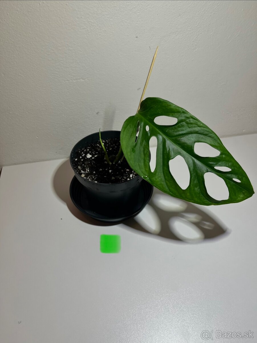 Monstera Adansonii Mint - 2