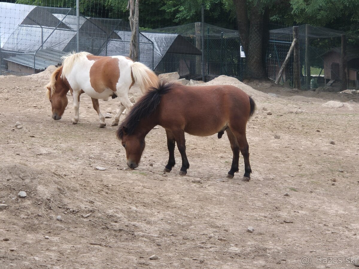 shetlandský poník - 2