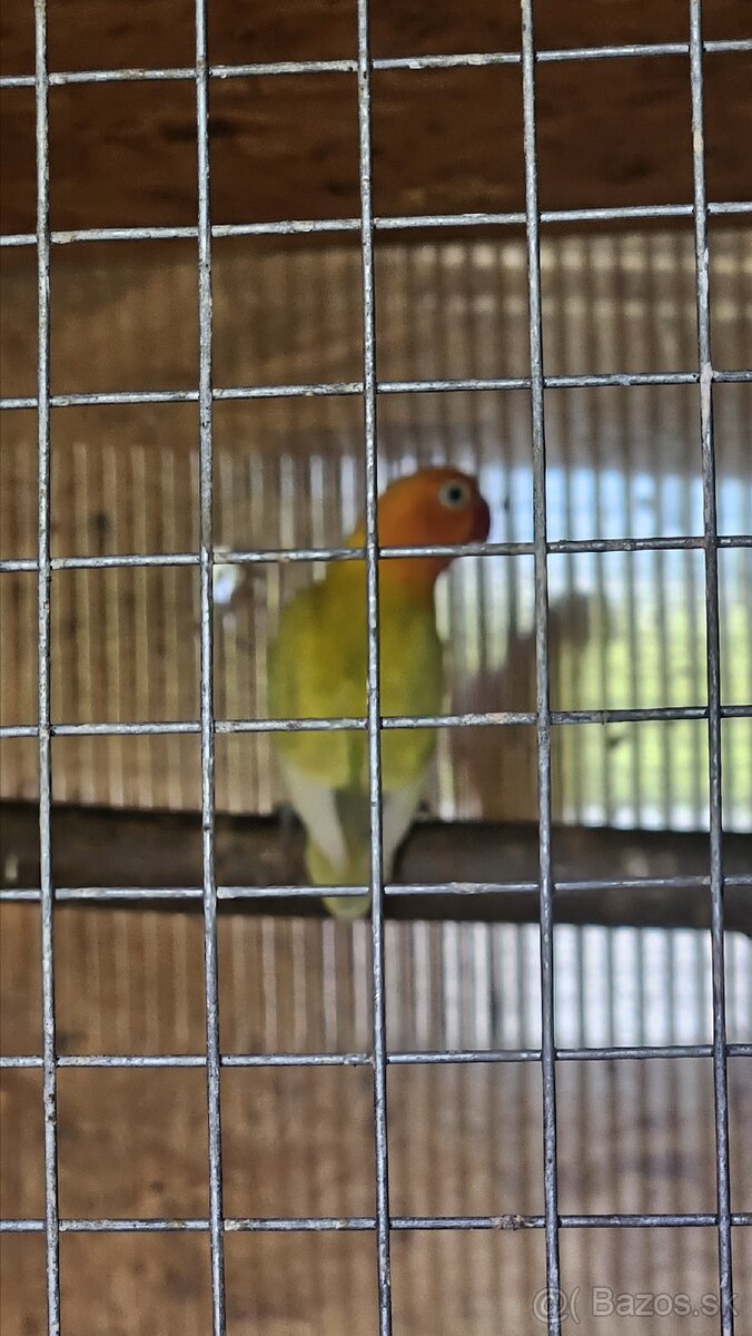 Agapornis fischer - 2