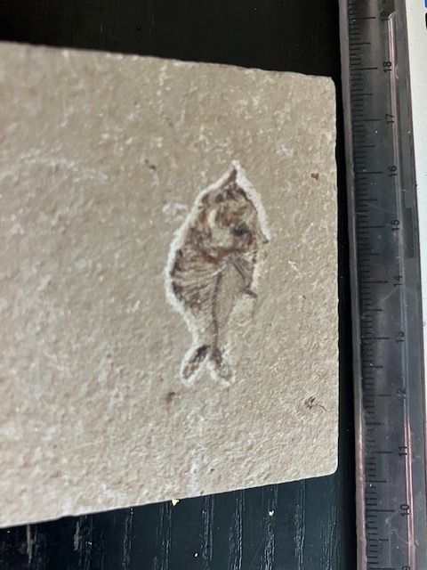 Fosília, skamenelina, rybka - inzerát č.8 Libanon - 2