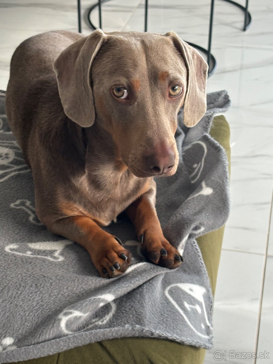 Jazvecik kratkosrsty - 2