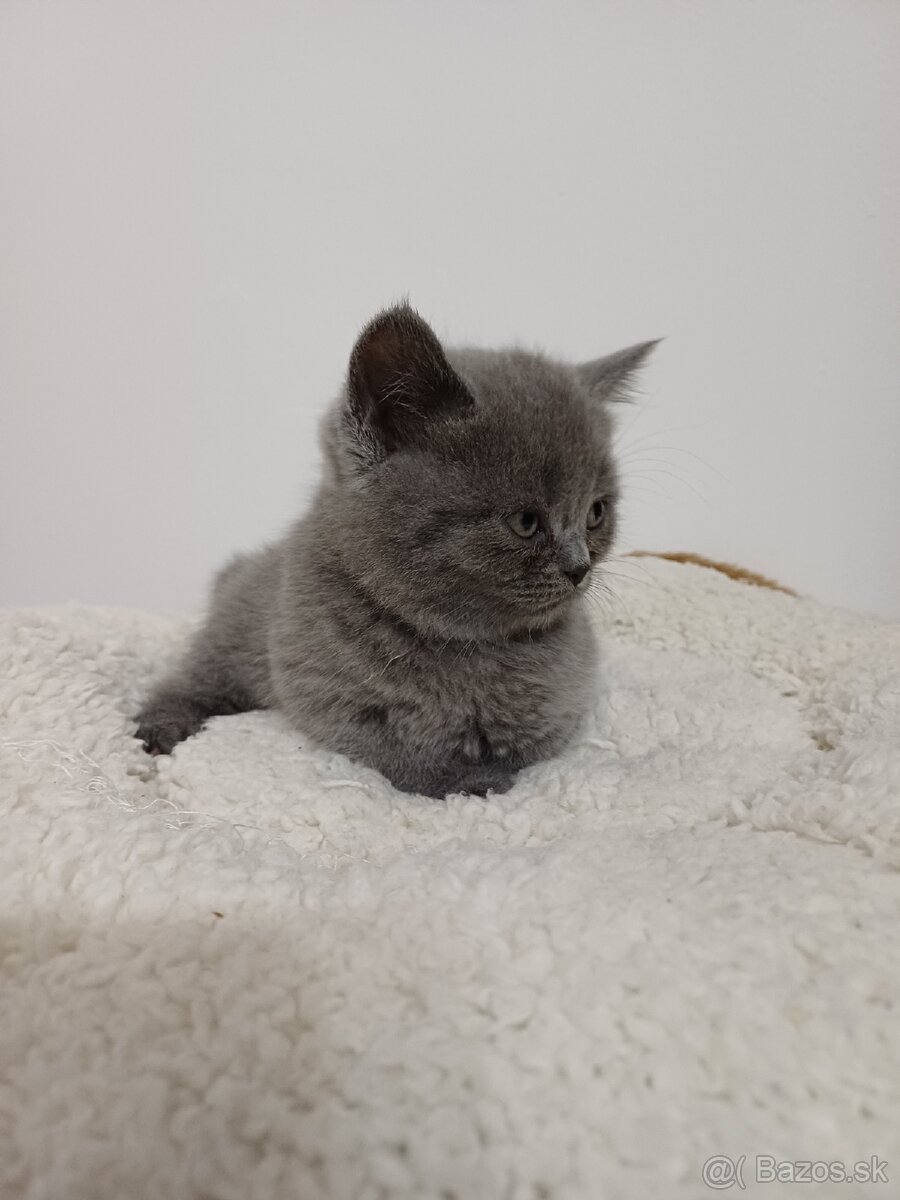 Britské mačiatka REZERVOVANÉ - 2