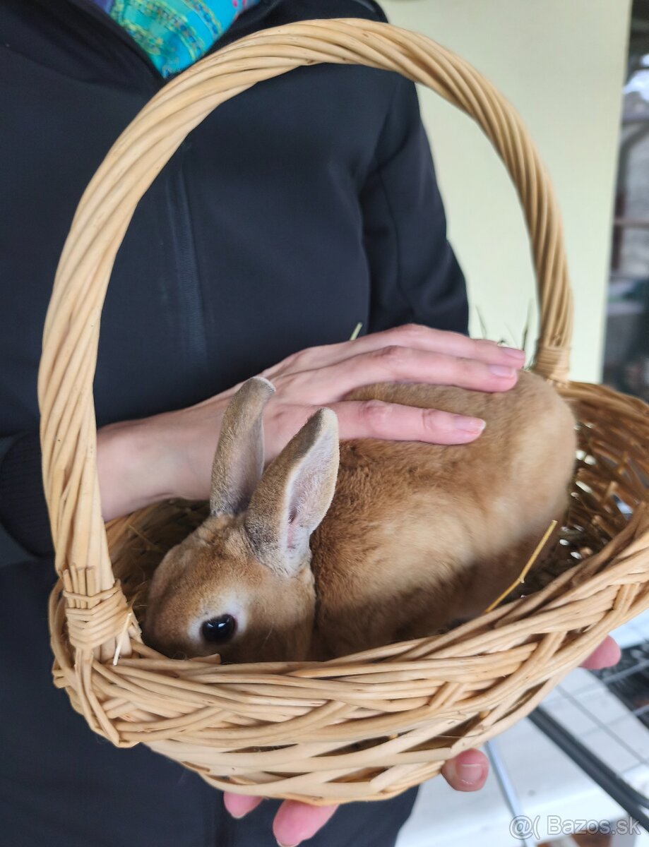 zakrslý králik samička - 2