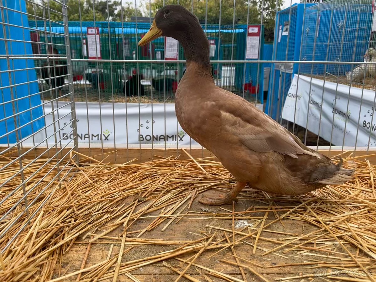 Kacica orpingtonska - 2