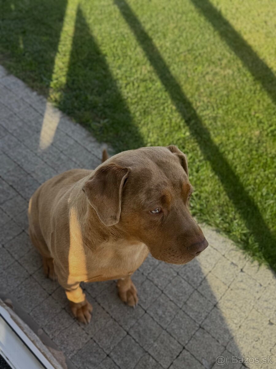 Ponukam psa na krytie - 2