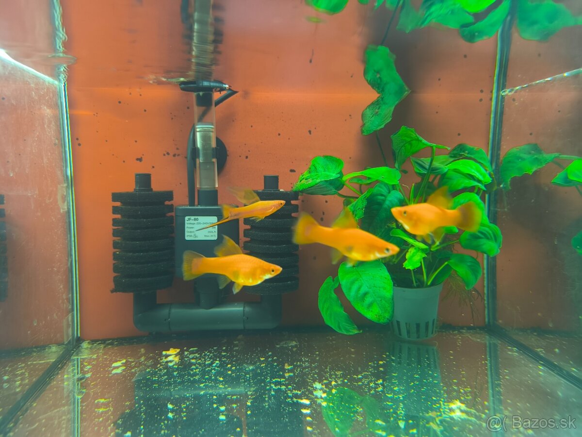 Xiphophorus helleri red Simpson - 2