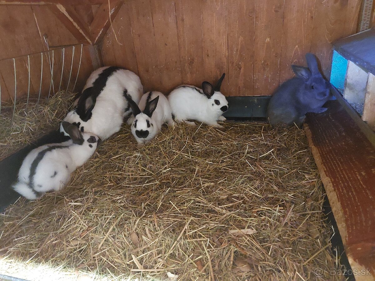 Králiky do chovu - 2