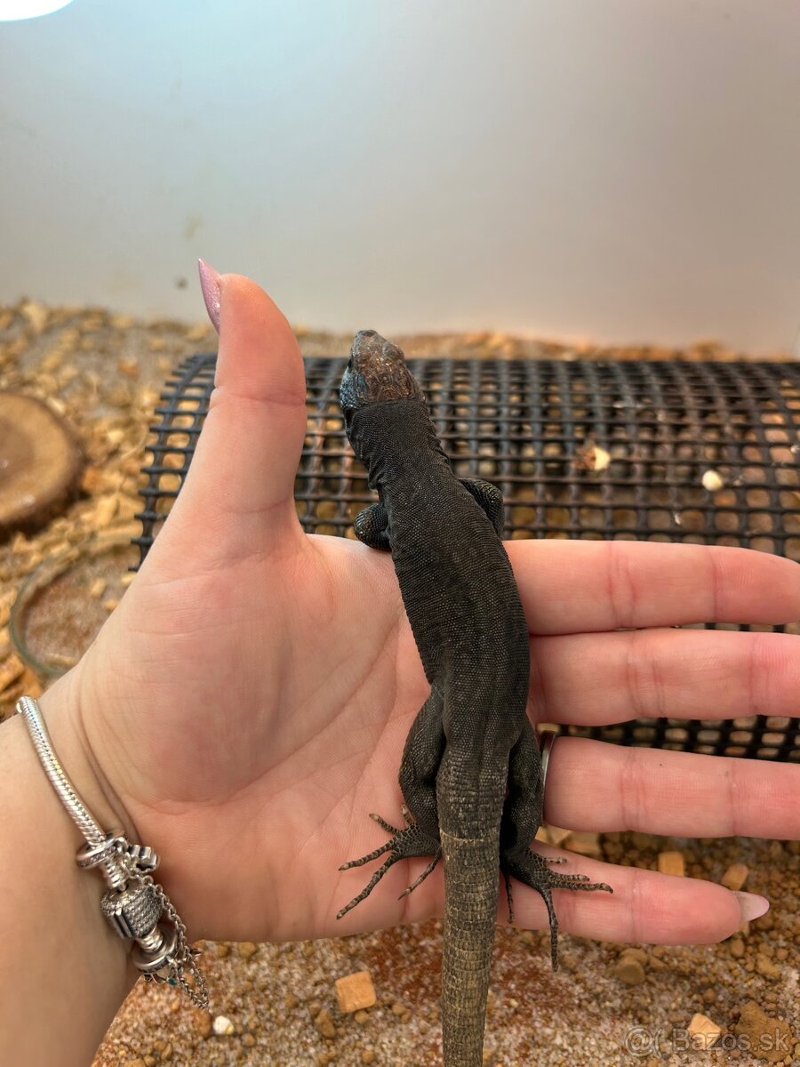 Timon Lepidus Melanistic 1.2 - 2