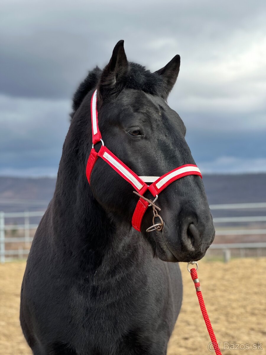 Ťažný kôň na predaj - Valach - 2