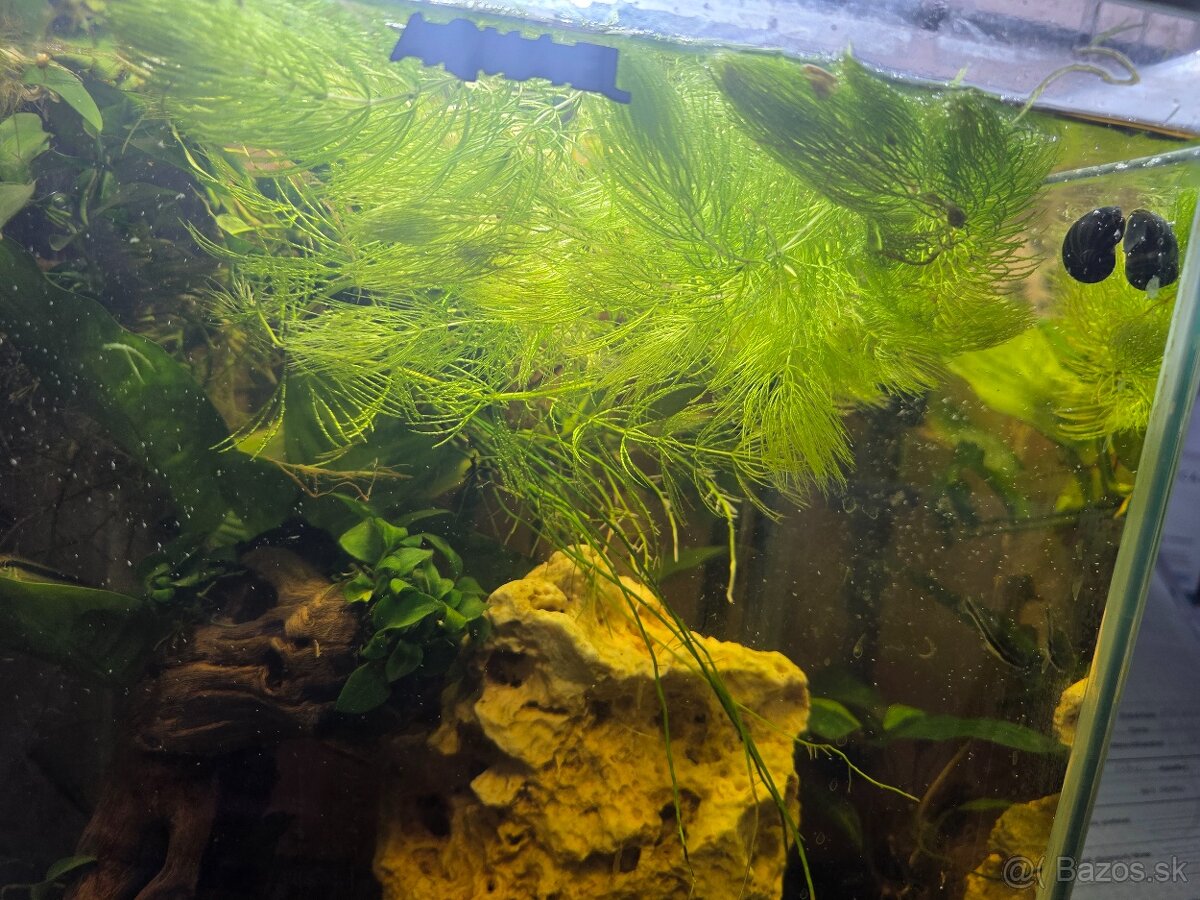 Darujem akvarijne rastliny - 2