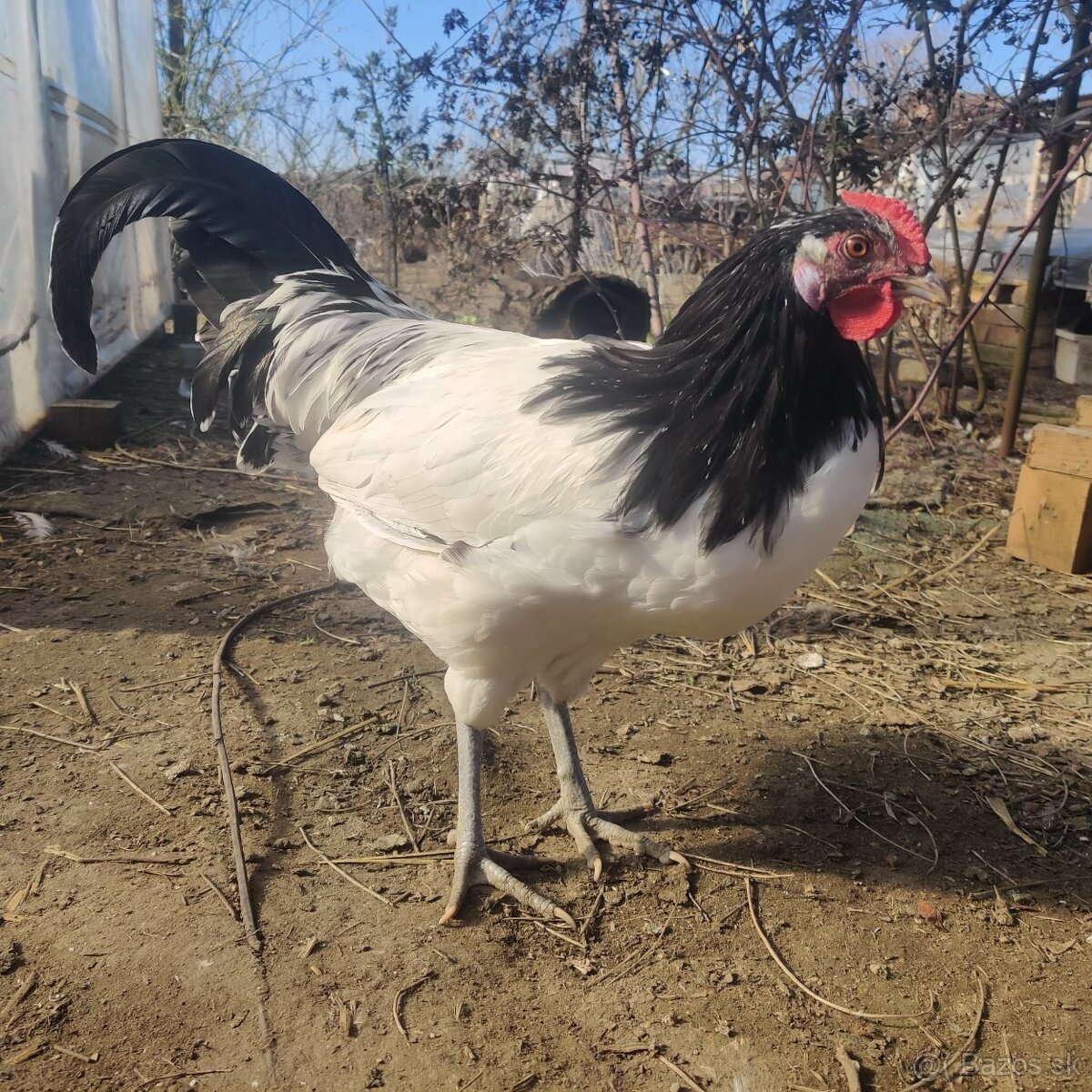 Lakenvelder kohút - 2