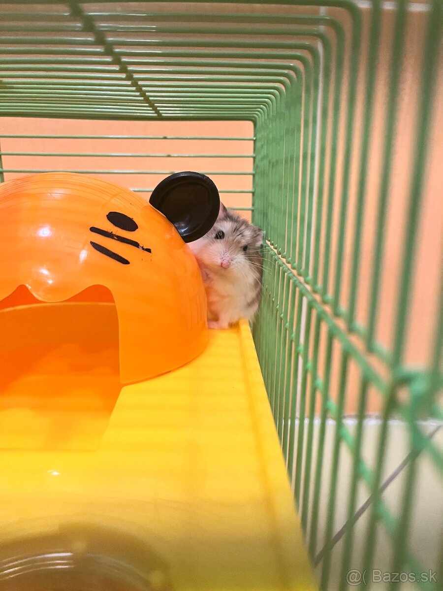 Škrečok roborovský - 2