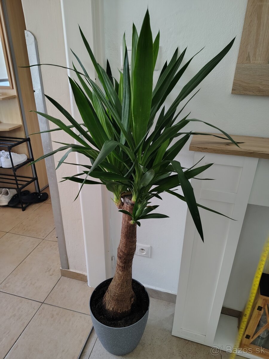 Dracena a yucca - 2