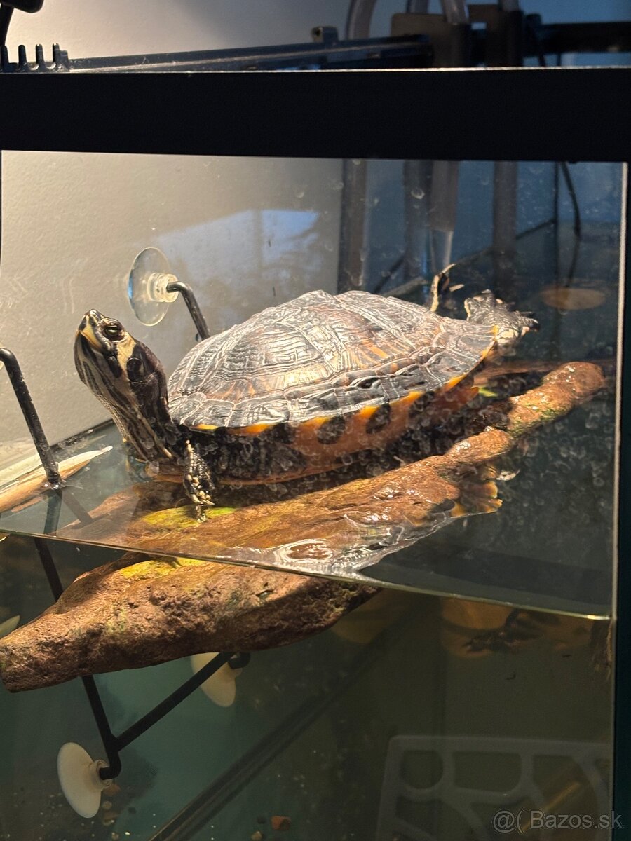 🐢 Vodné korytnačky – Lujza a Berta 🐢 - 2