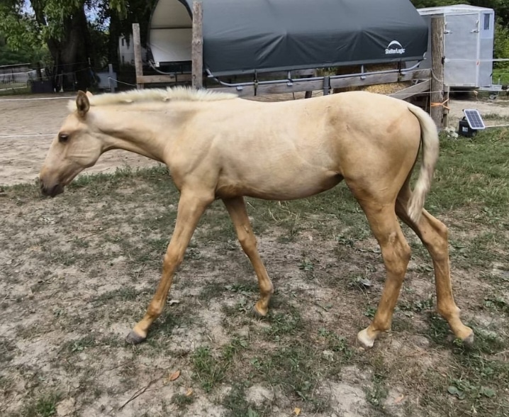 Lusitano klisna - 2