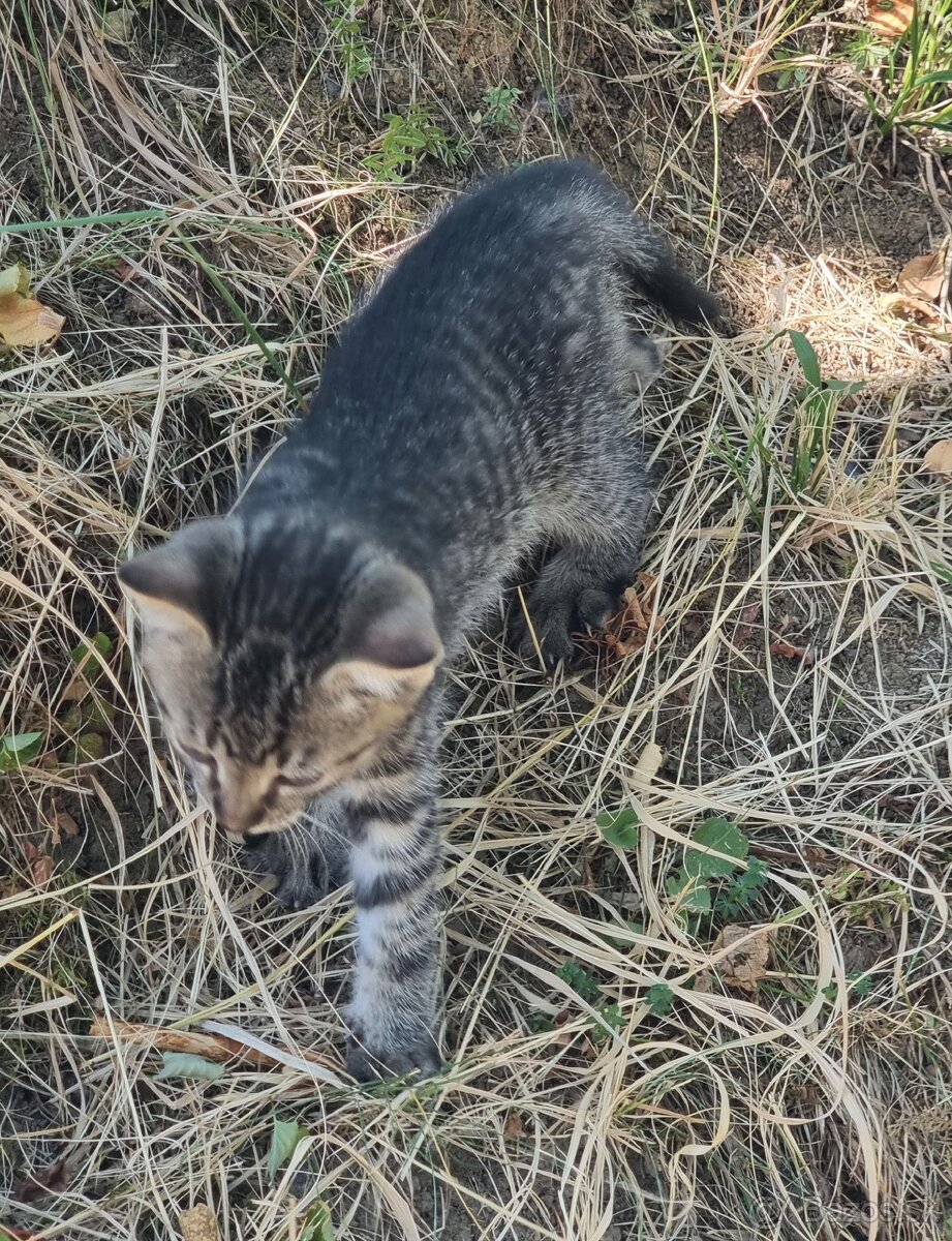 Maciatka do dobrych ruk - 2