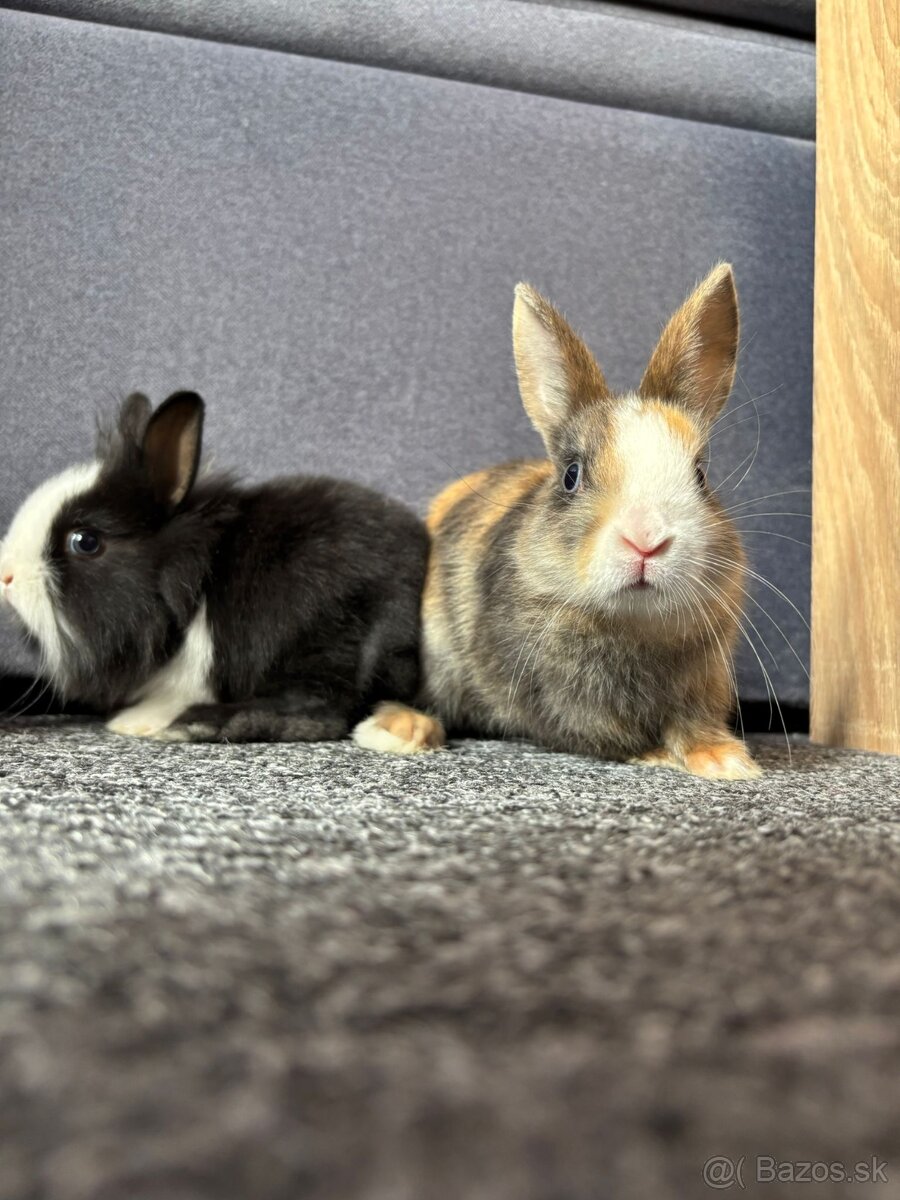Predám dvoch zakrslých králikov. - 2