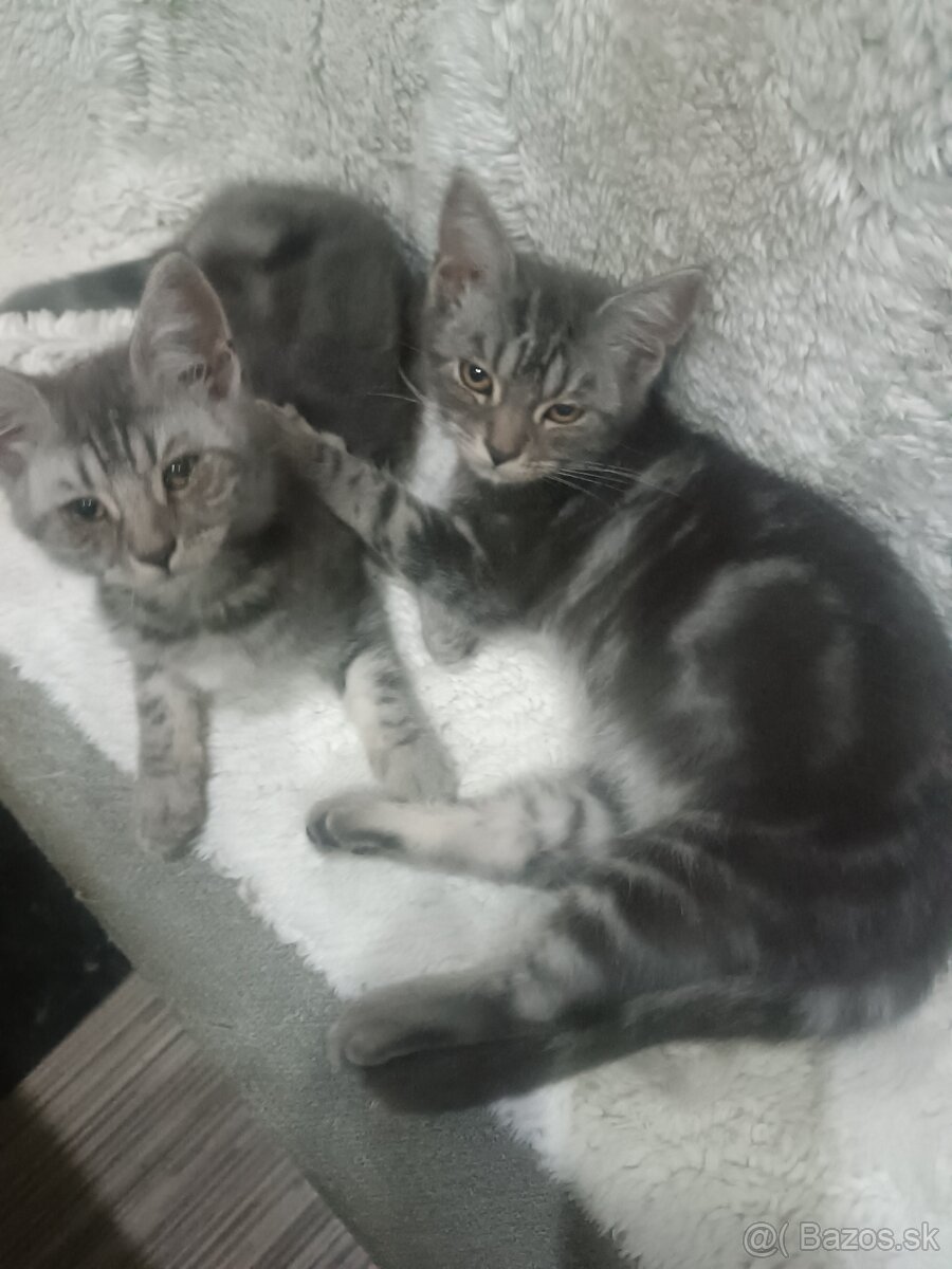 Britske maciatka - 2