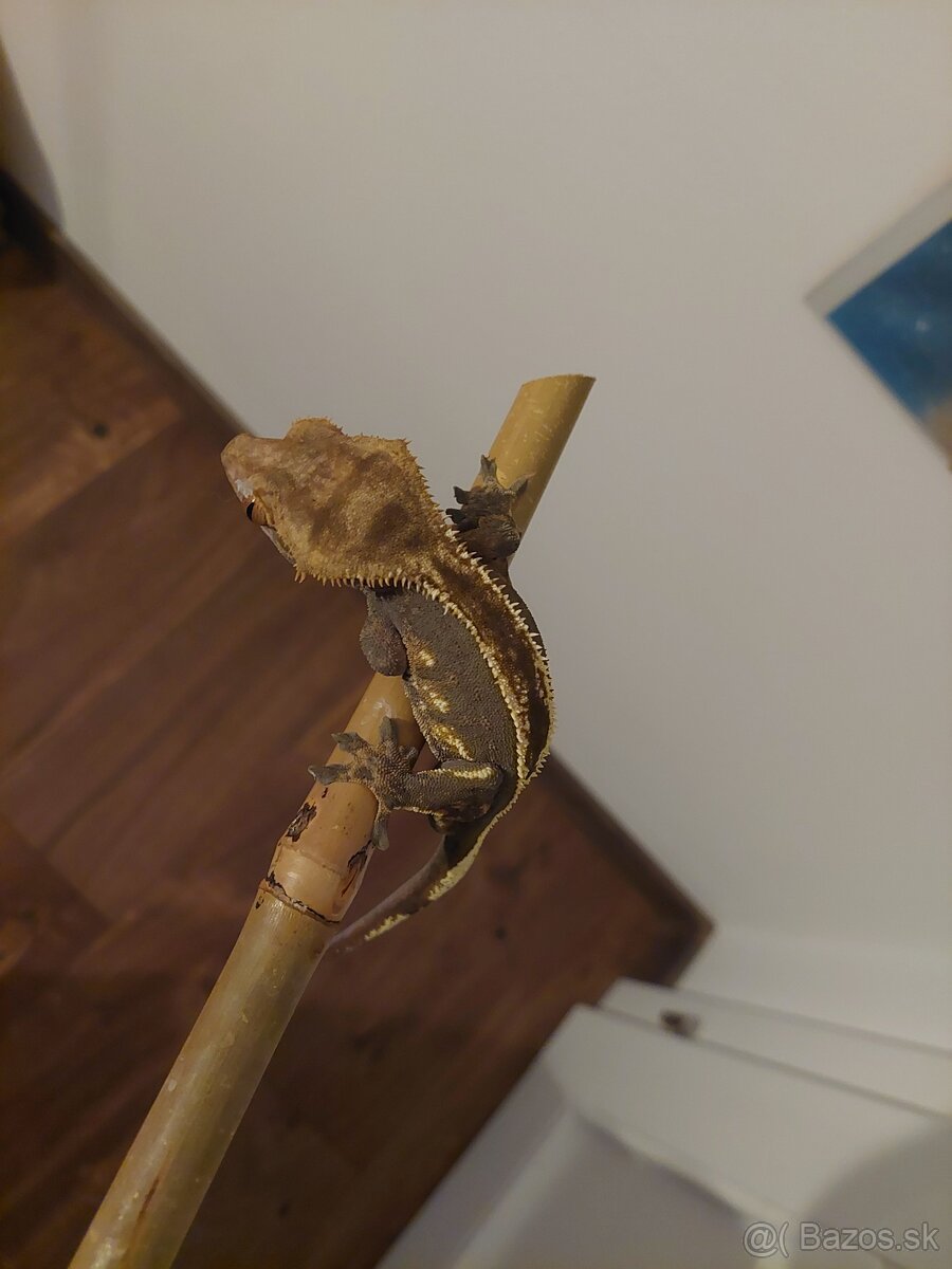 Pagekón riasnatý - 2