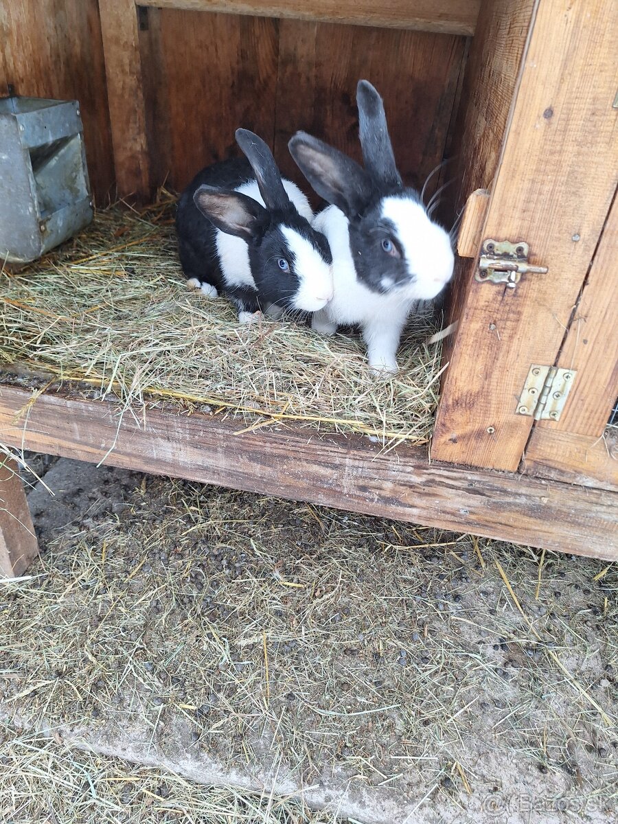 Šarišsky obrovit - 2